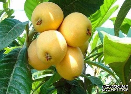白枇杷1