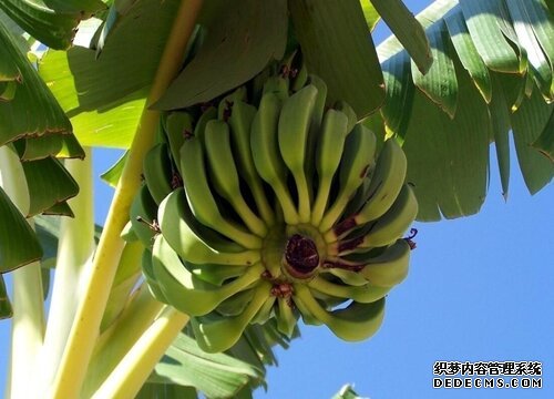 香蕉树