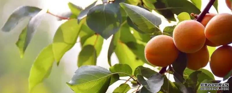杏胡种植方法，苗期养护要点