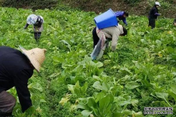 大白菜根腐病如何用药