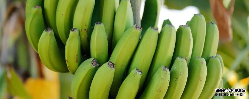 香蕉从种植到成熟需要多久
