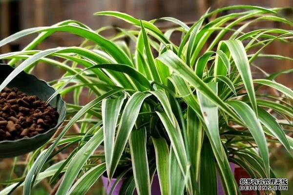什么是吊兰，附种植要点