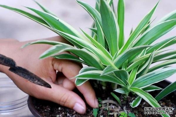 什么是吊兰，附种植要点