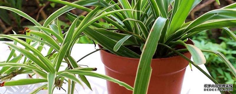 什么是吊兰，附种植要点