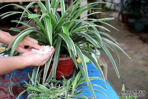 什么是吊兰，附种植要点