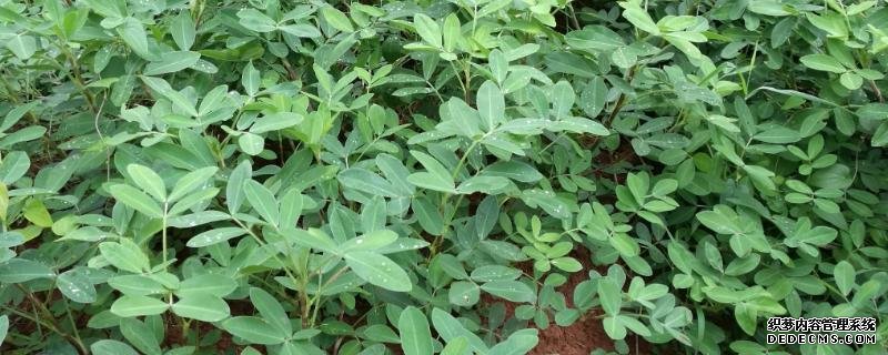 花生种植方法
