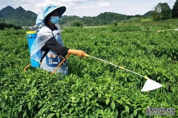 工业辣椒如何种植及管理