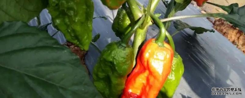 工业辣椒如何种植及管理