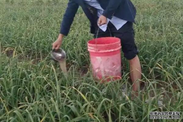 大蒜的种植方法