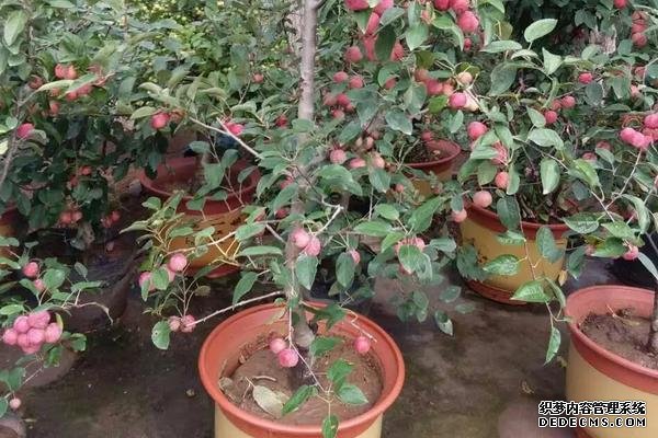 贵人果种植要点，附种植管理