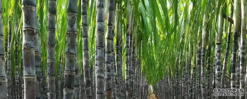 甘蔗何时种植，附种植利润