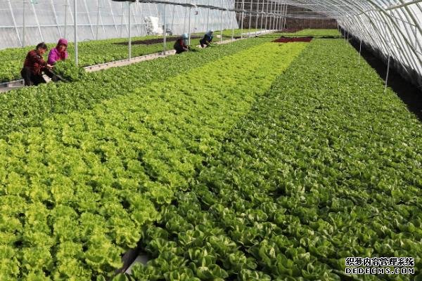 如何在大棚中种植有机蔬菜