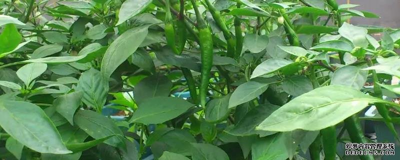辣椒烂果尖部的原因，附种植管理技术