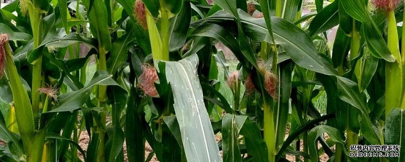 登海678玉米种的特征特性