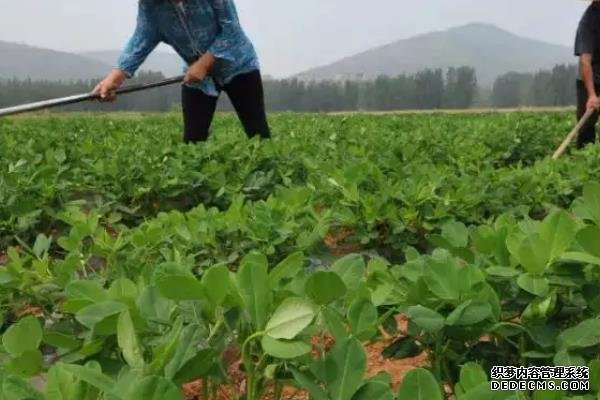 花生何时打三遍药，附花生基本介绍