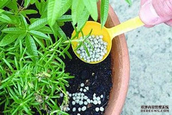 花卉施肥方法，不同种类对肥料的要求不同