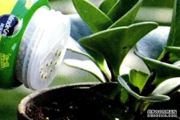 花卉施肥方法，不同种类对肥料的要求不同