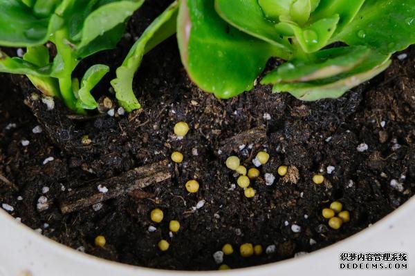 花卉施肥方法，不同种类对肥料的要求不同