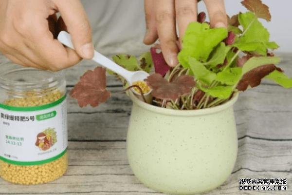 花卉施肥方法，不同种类对肥料的要求不同