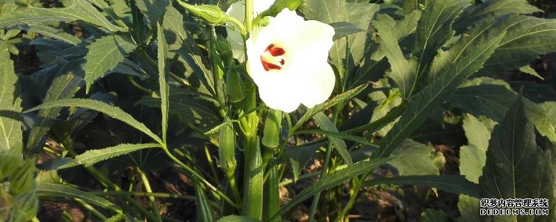 盆栽黄秋葵种植技术，花盆越宽大越好