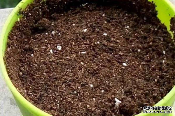盆栽黄秋葵种植技术，花盆越宽大越好