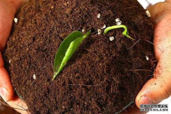 盆栽黄秋葵种植技术，花盆越宽大越好
