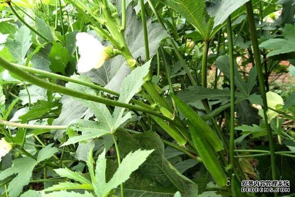 盆栽黄秋葵种植技术，花盆越宽大越好