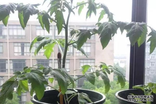 盆栽黄秋葵种植技术，花盆越宽大越好