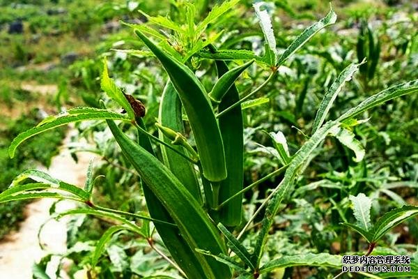 盆栽黄秋葵种植技术，花盆越宽大越好