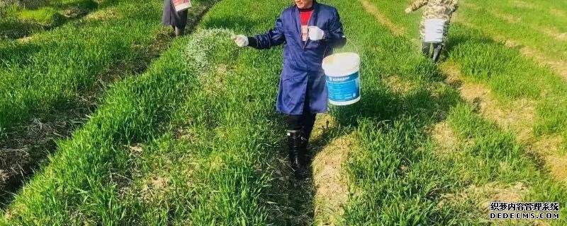 什么时候撒施小麦拔节肥