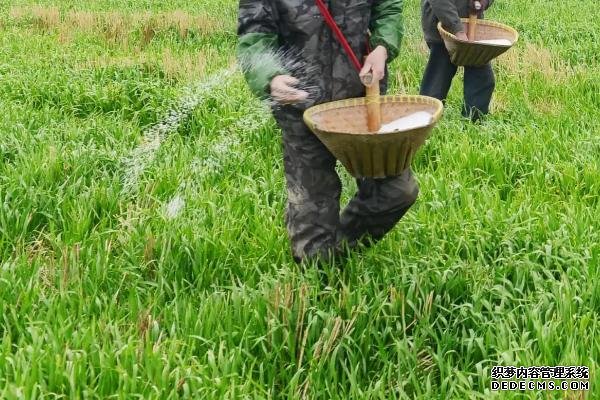 什么时候撒施小麦拔节肥